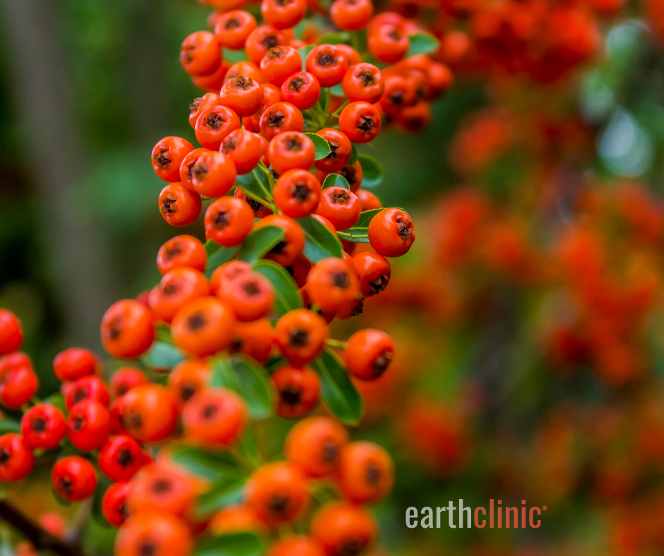 Chasteberries